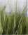Khitim – hard wheat; Triticum durum